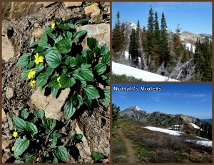 Nuttall's Violets and views north to Ben Lomond and Willard Peaks