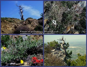 Palette of gnarly trees, bleached scat, wallflower, aster, and paintbrush