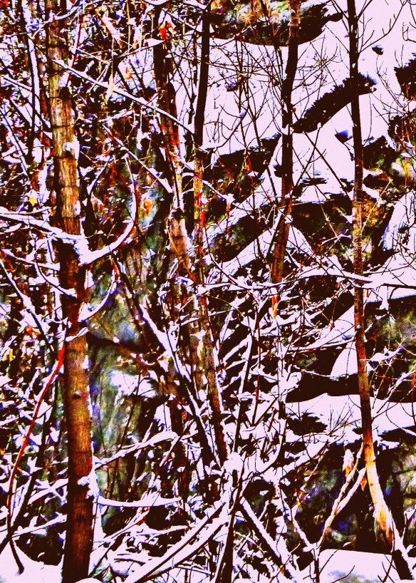 Highly colorized and contrasted thickets shout their rage against winter's oppression.