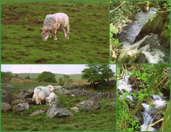 Sheep &  Rams & Bonny Brook